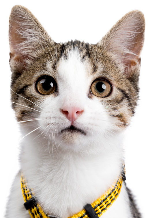 European shorthair kitten / cat on transparent background.