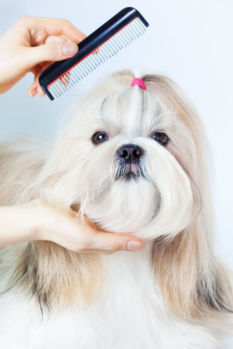 Shih tzu dog grooming