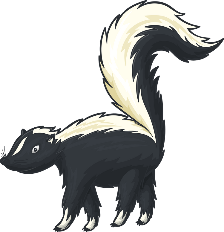 Striped skunk isolated wildlife animal with scent